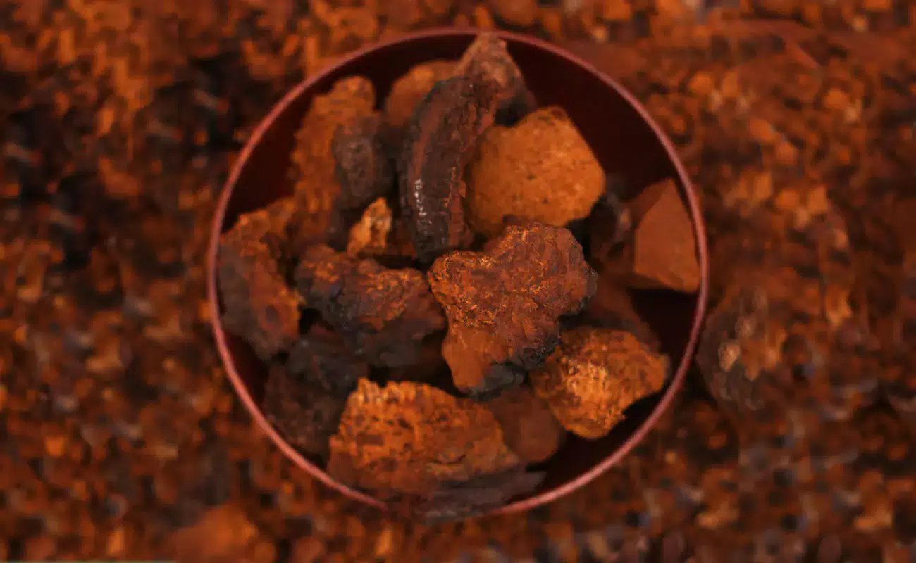 Chaga Mushroom