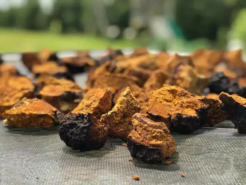 Chaga